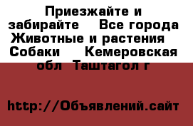 Приезжайте и забирайте. - Все города Животные и растения » Собаки   . Кемеровская обл.,Таштагол г.